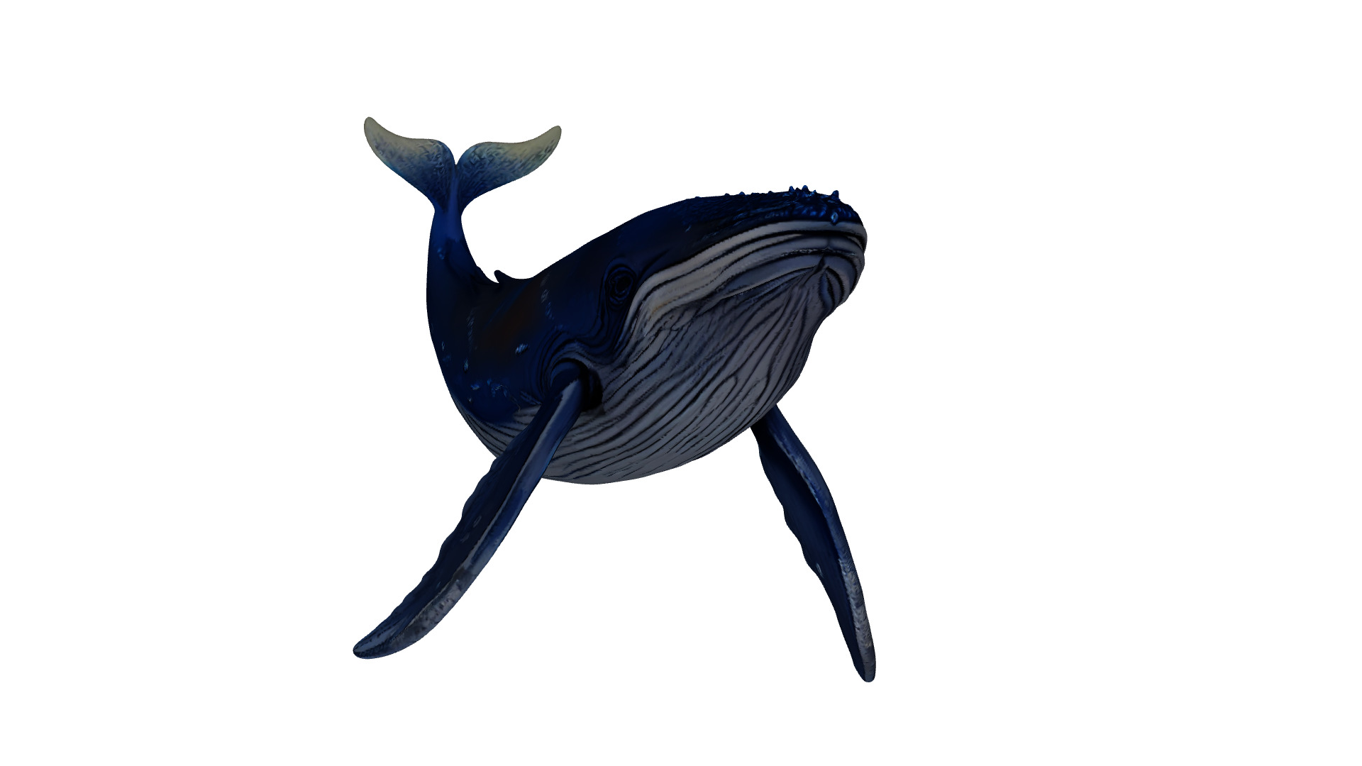 Humpback Whale 3D Printable Model STL OBJ 3D print model_7