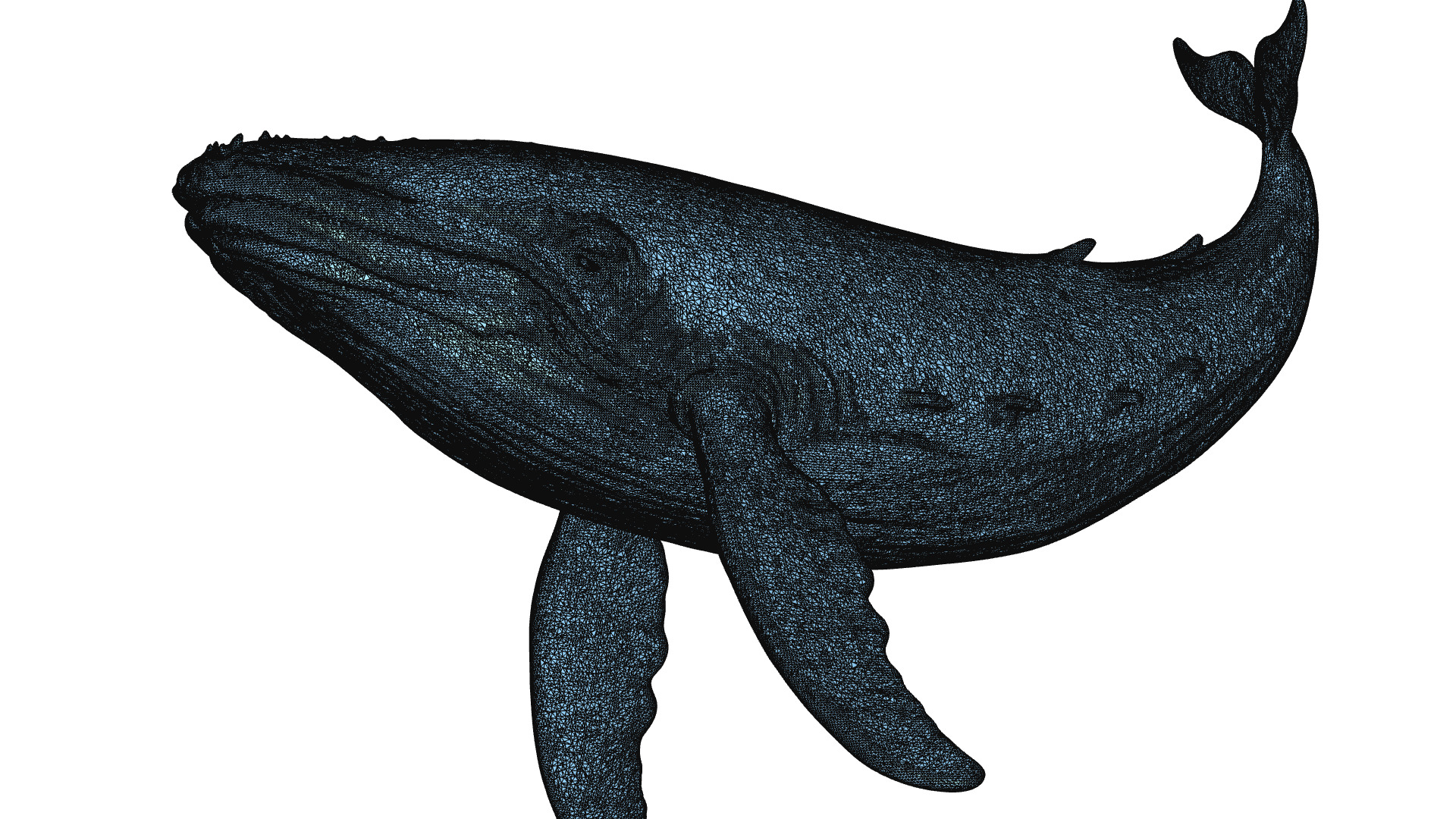 Humpback Whale 3D Printable Model STL OBJ 3D print model_1
