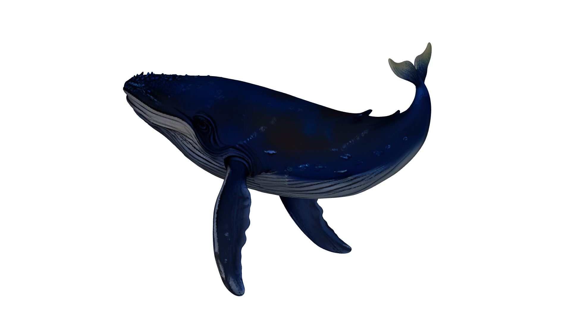 Humpback Whale 3D Printable Model STL OBJ 3D print model_8