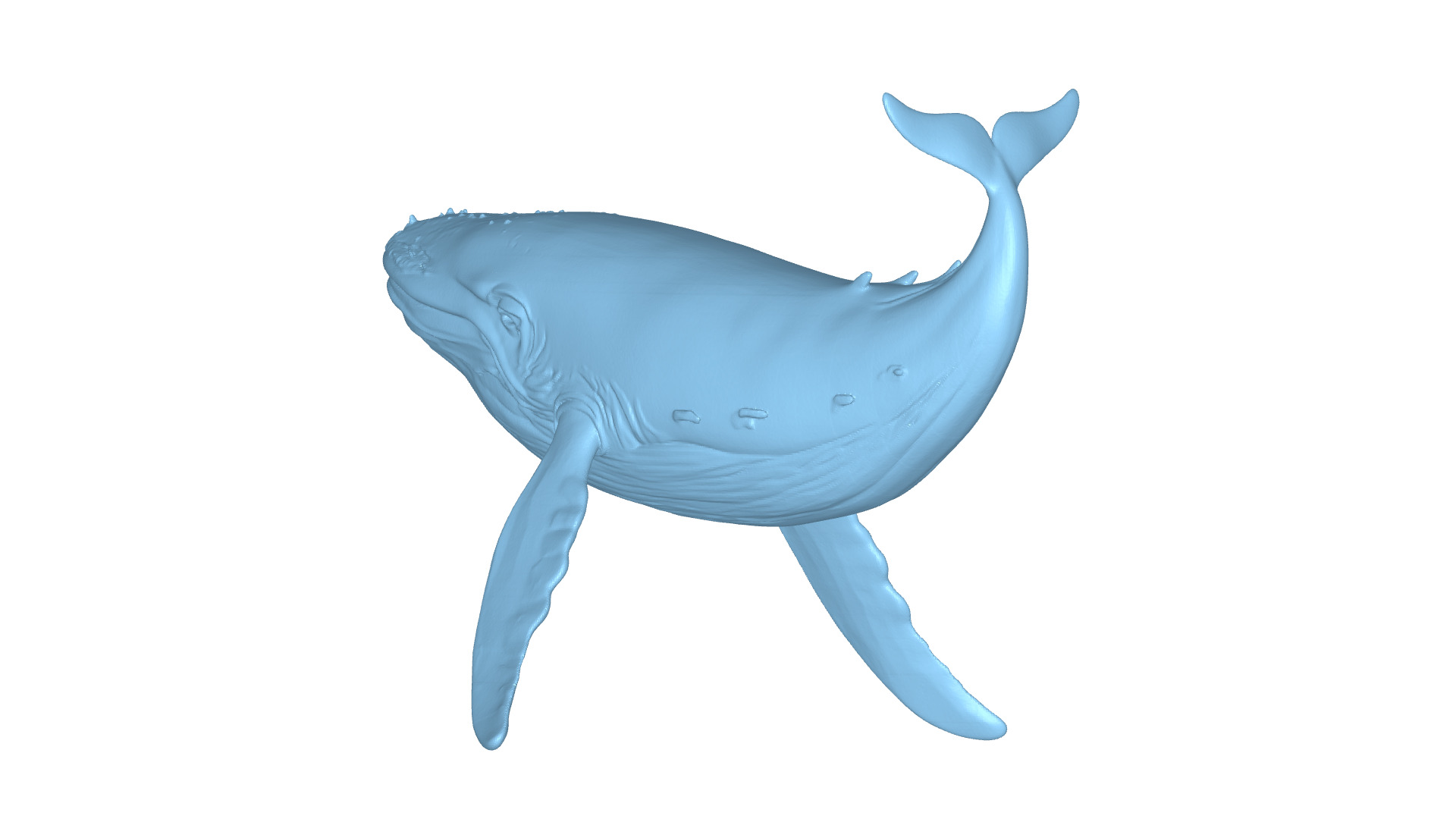 Humpback Whale 3D Printable Model STL OBJ 3D print model_3