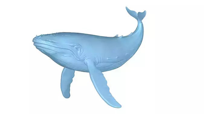 Humpback Whale 3D Printable Model STL OBJ 3D print model