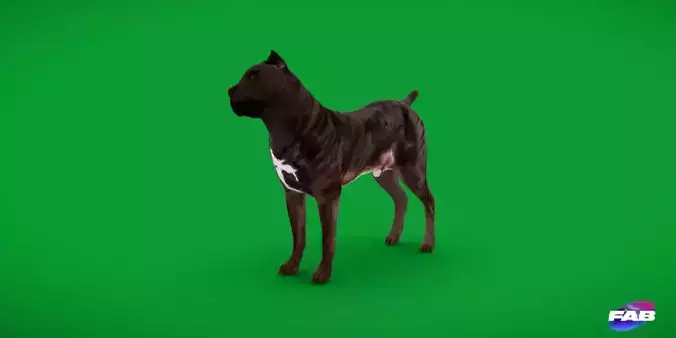 Cane Corso Italian Mastiff Dog Low-poly 3D model