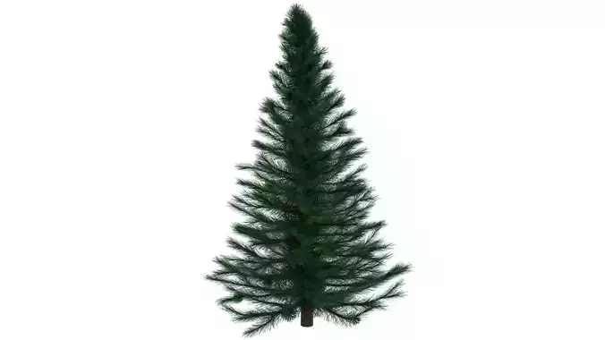 Fir Tree