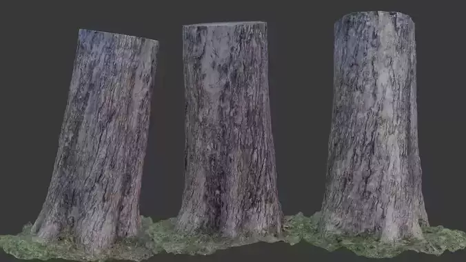 Tree Trunk Scanned Model
