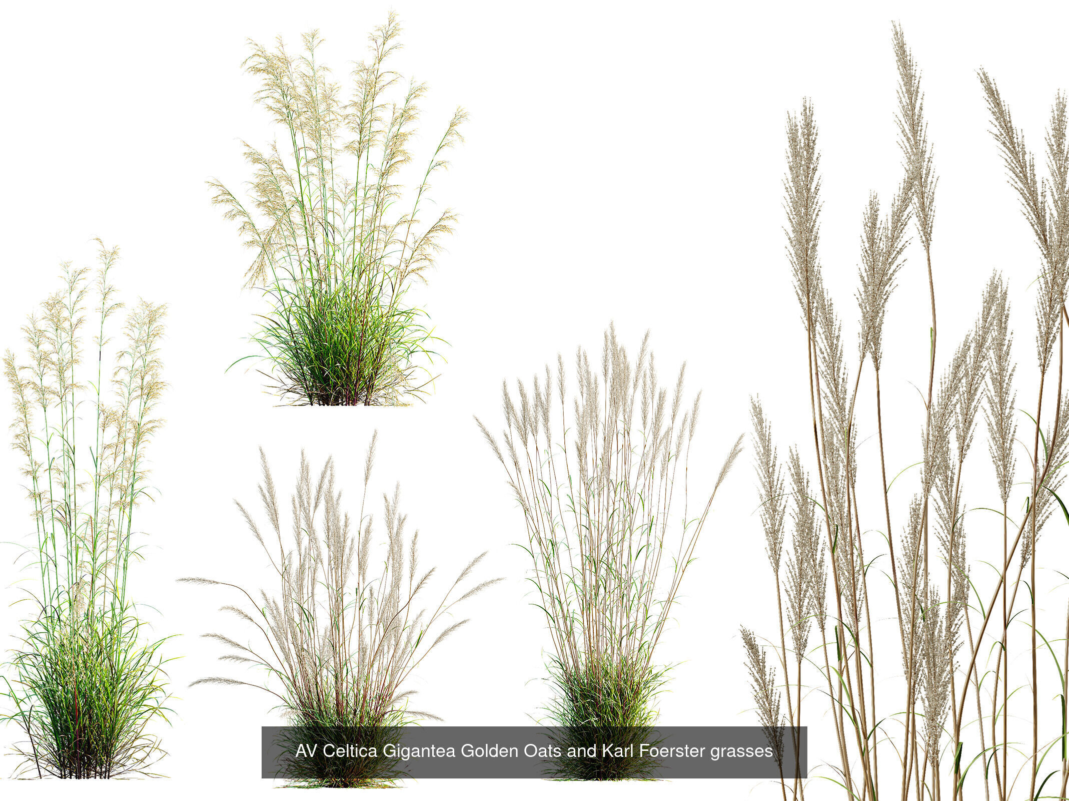 AV 9 Different SETS of different grasses 3D Model Collection _2