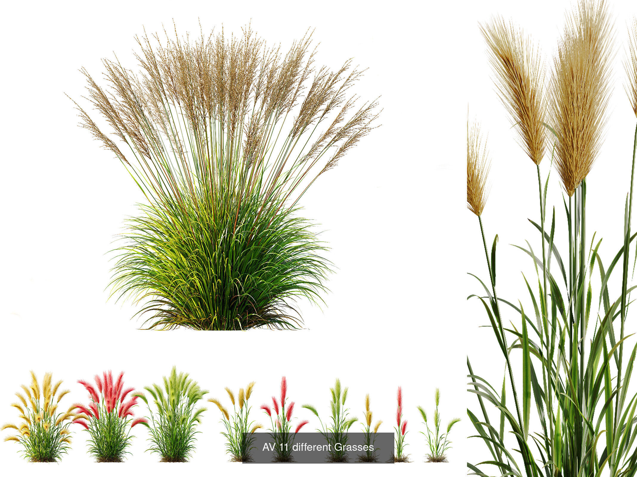 AV 9 Different SETS of different grasses 3D Model Collection _6