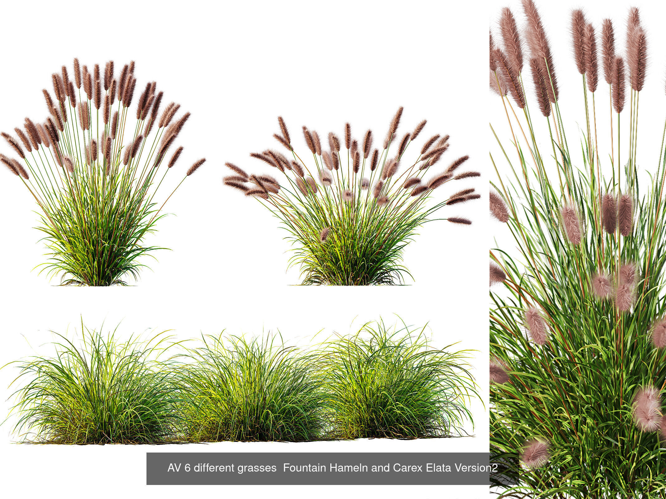 AV 9 Different SETS of different grasses 3D Model Collection _8