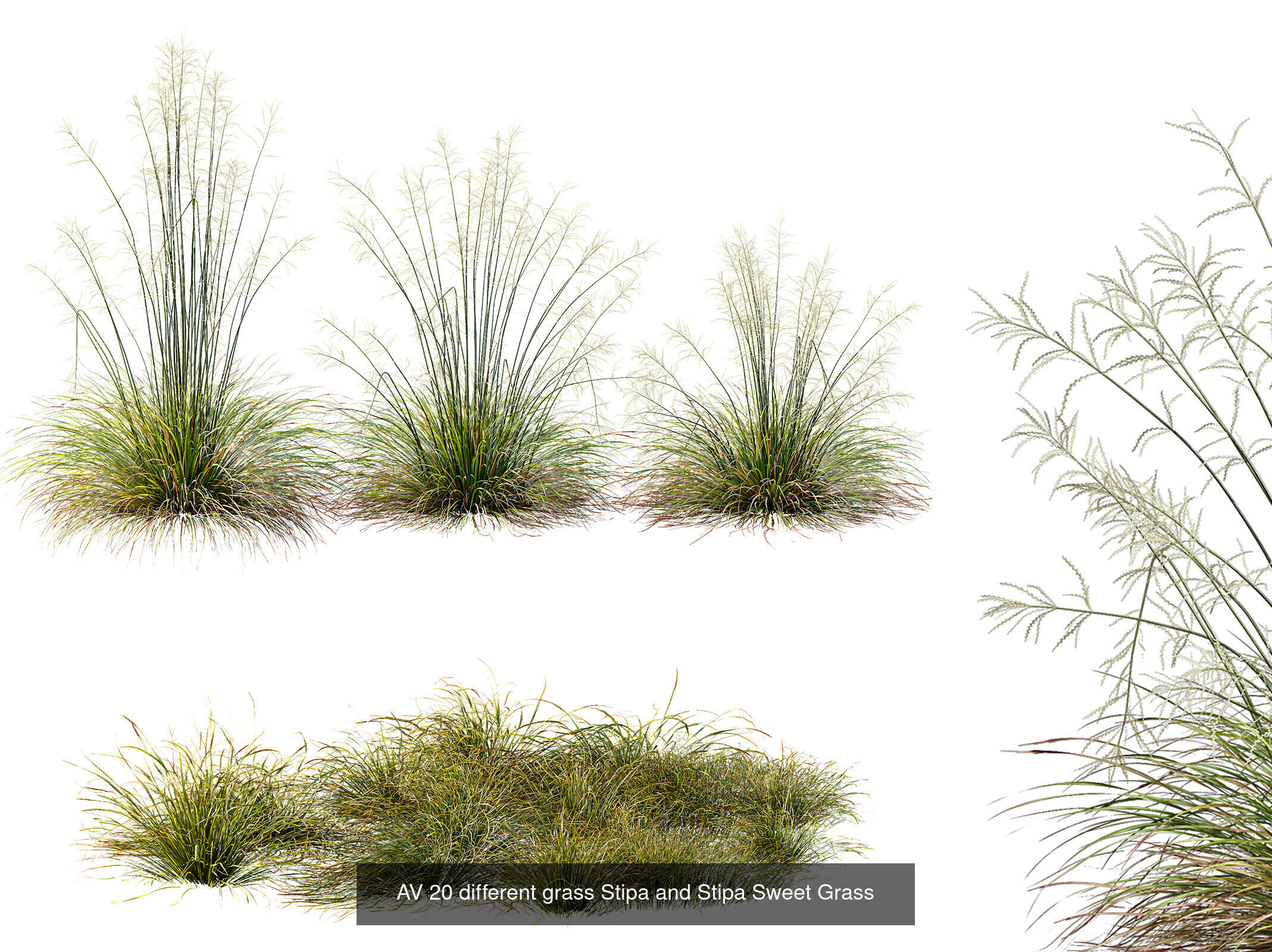 AV 9 Different SETS of different grasses 3D Model Collection _1