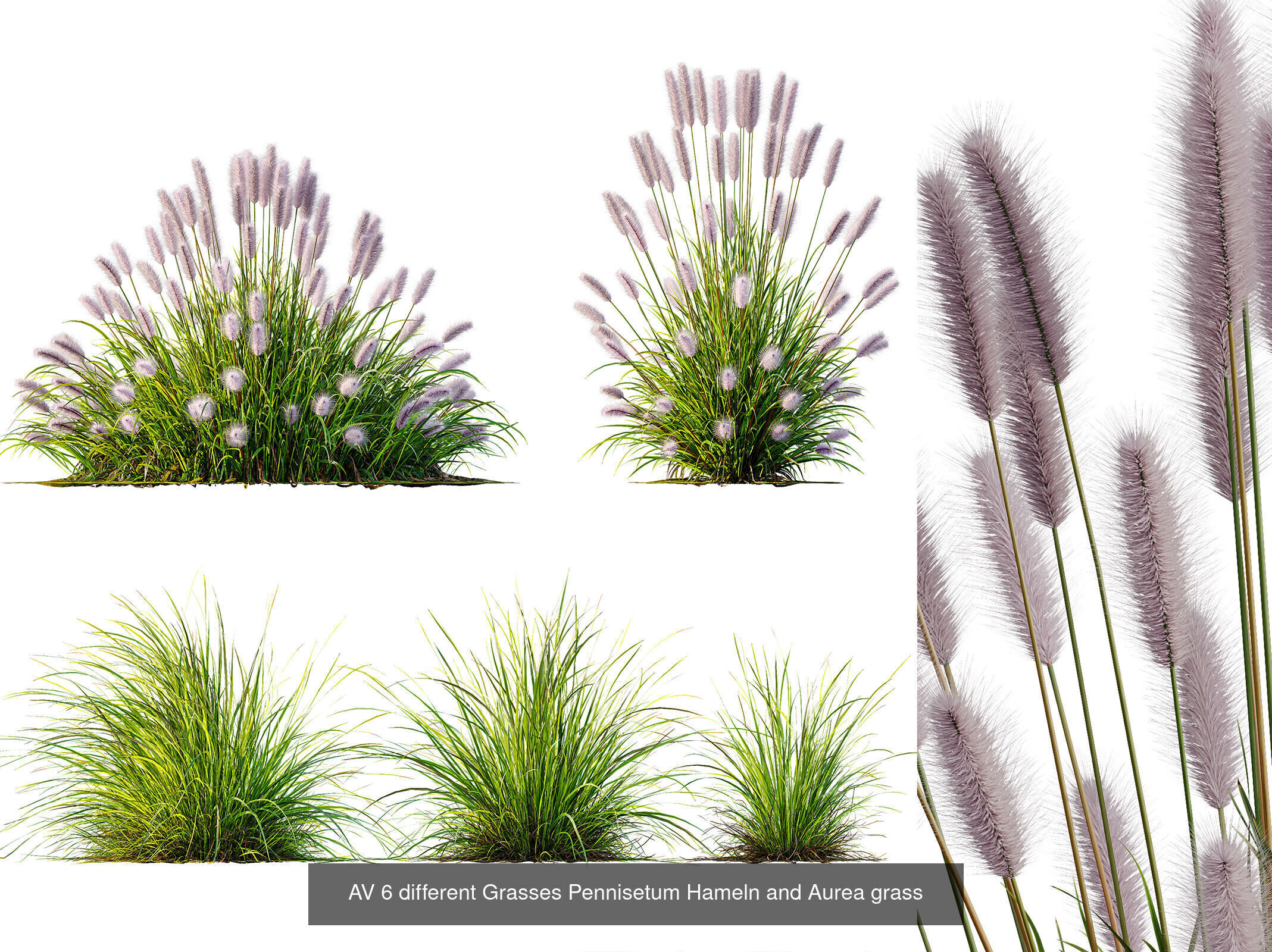 AV 9 Different SETS of different grasses 3D Model Collection _5