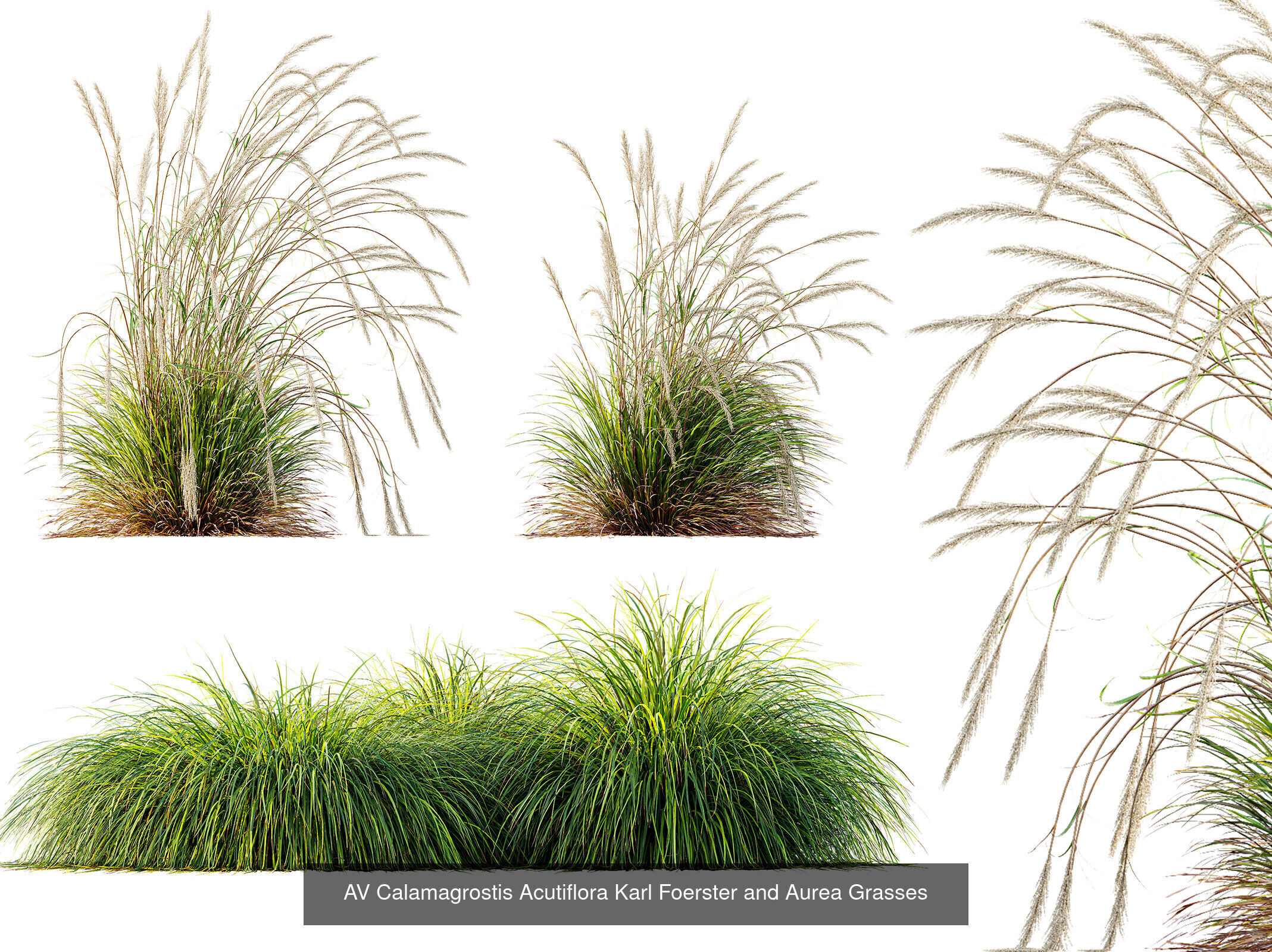 AV 9 Different SETS of different grasses 3D Model Collection _4