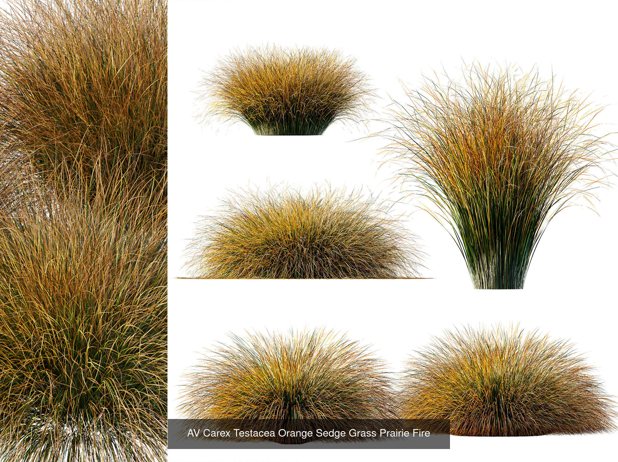 AV 9 Different SETS of different grasses 3D Model Collection _9