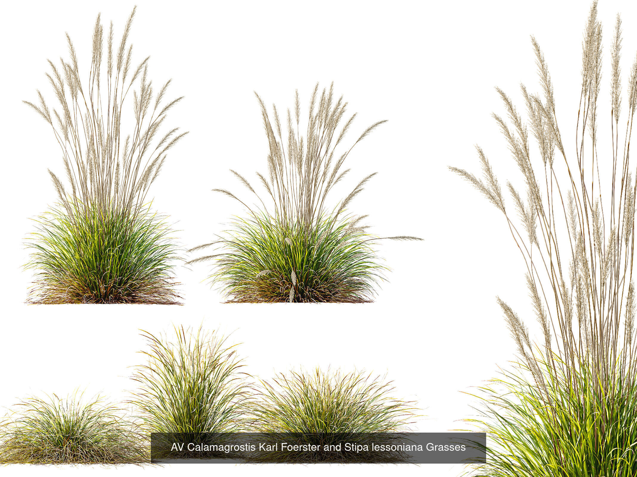 AV 9 Different SETS of different grasses 3D Model Collection _3