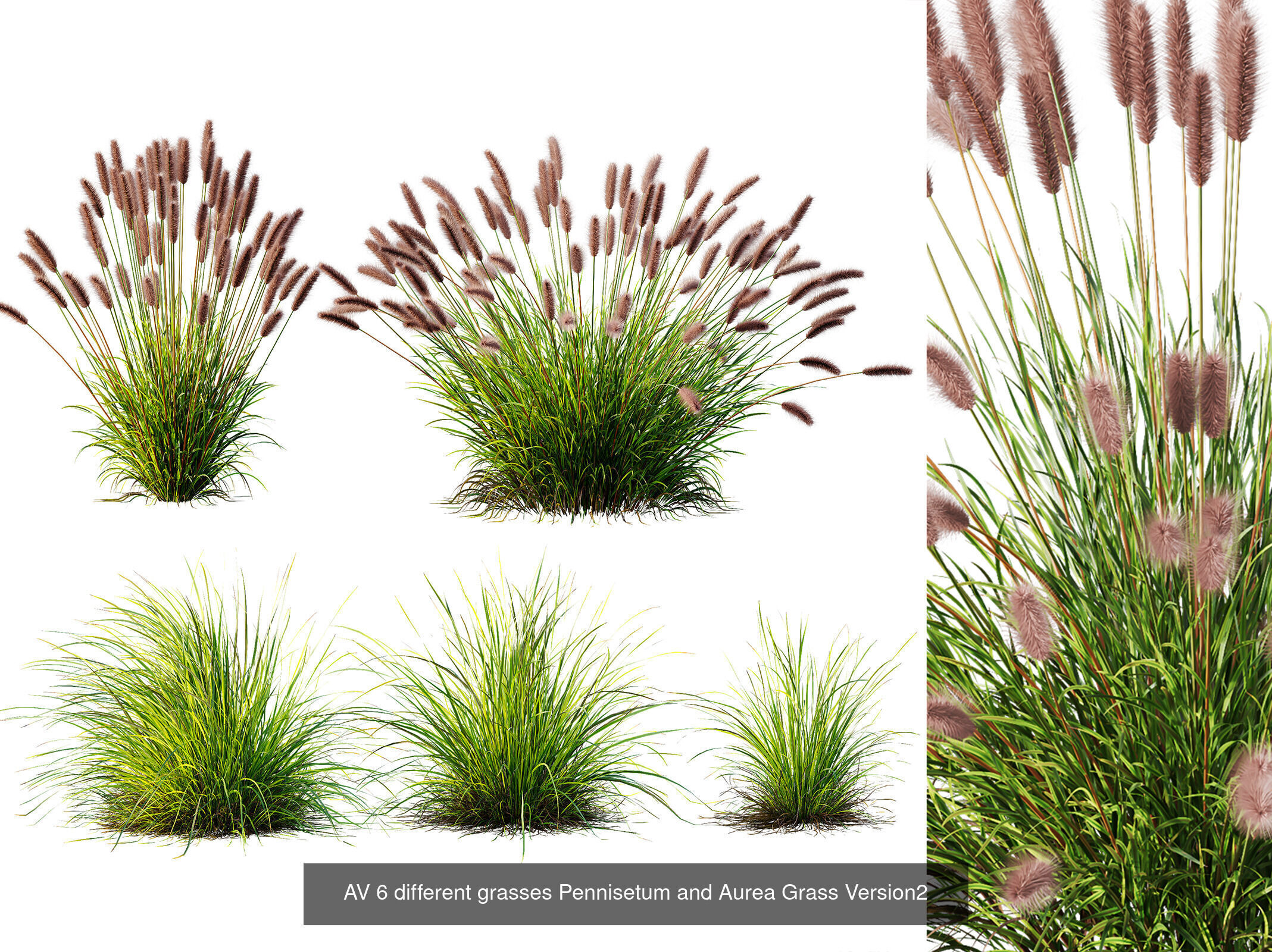 AV 9 Different SETS of different grasses 3D Model Collection _7