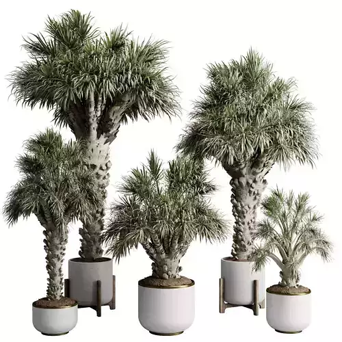 Palm Tree in a concrete pot - set indoor plant 594