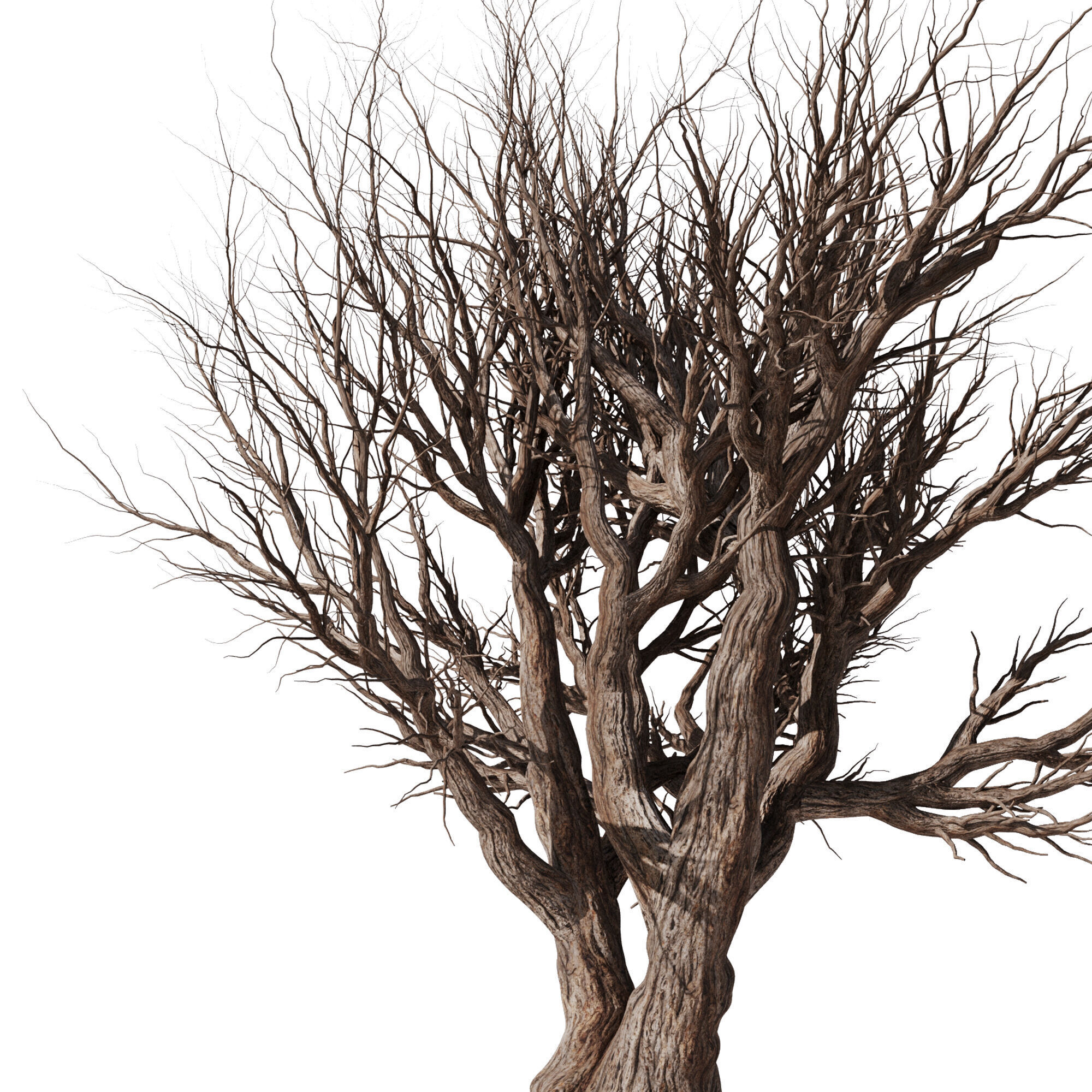 Dry Tree Set26 3D model_1