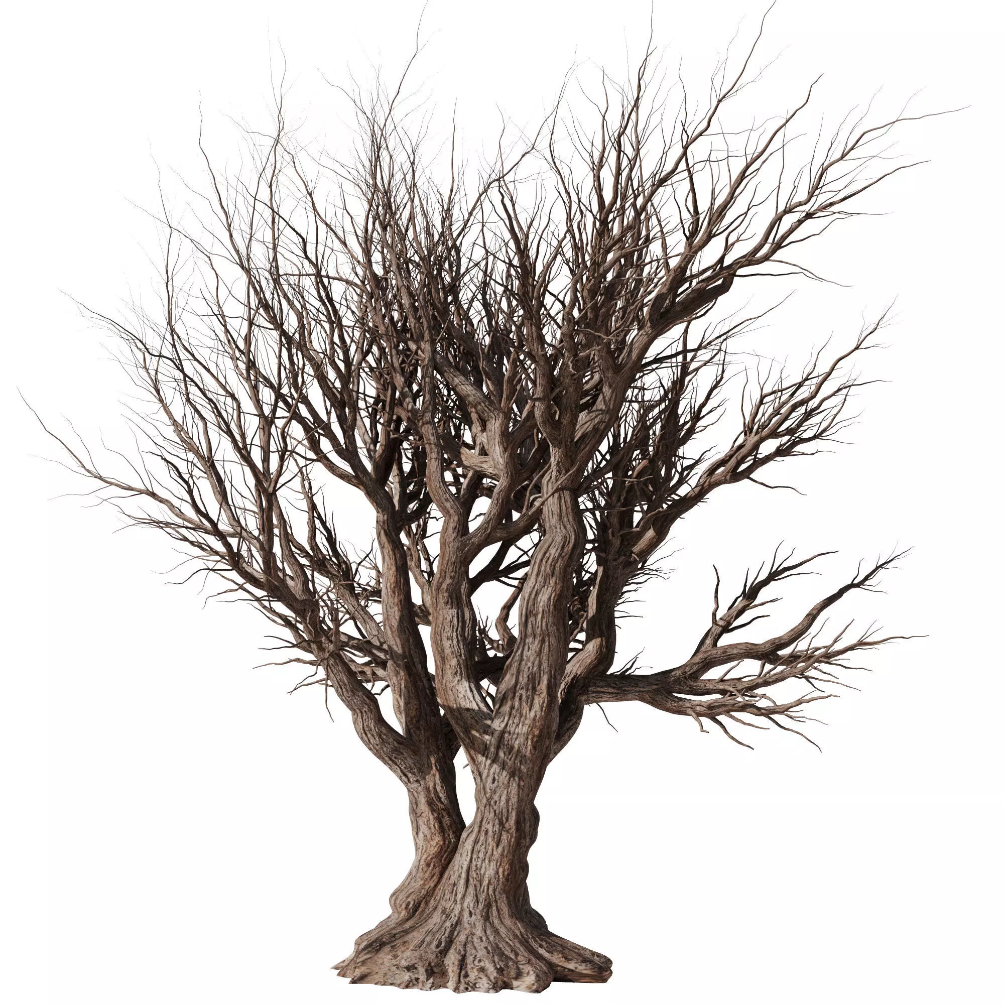 Dry Tree Set26 3D model_0