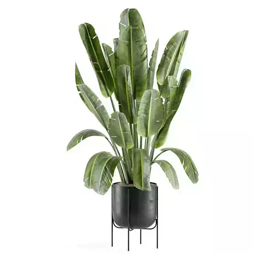 indoor plant 493