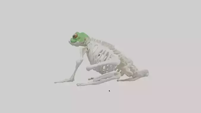 Bullfrog Skeleton model 3D model
