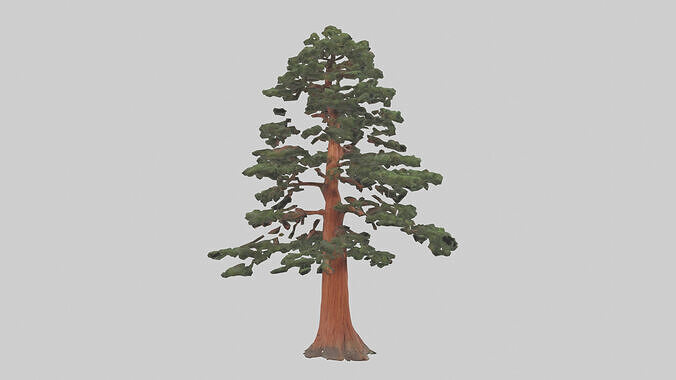 California Redwood tree model 3D model 3