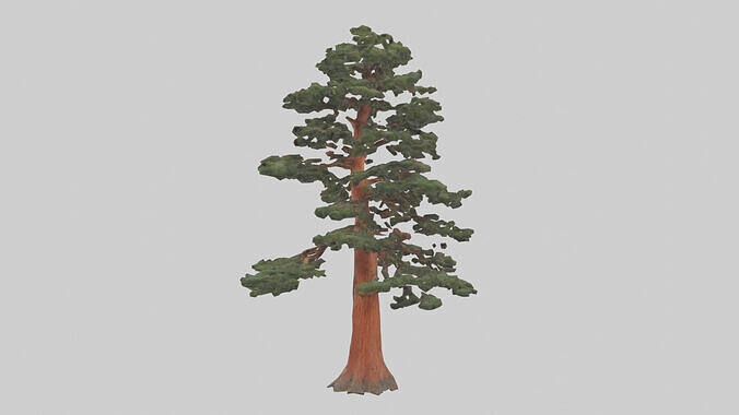California Redwood tree model 3D model 2