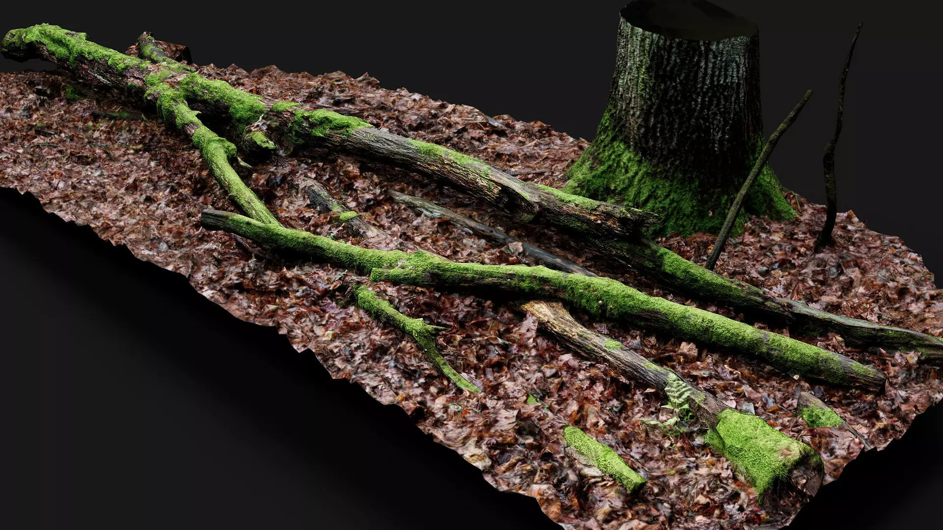 forest ground mossy tree branches debris pt11 photogrammetry Low-poly 3D model_0