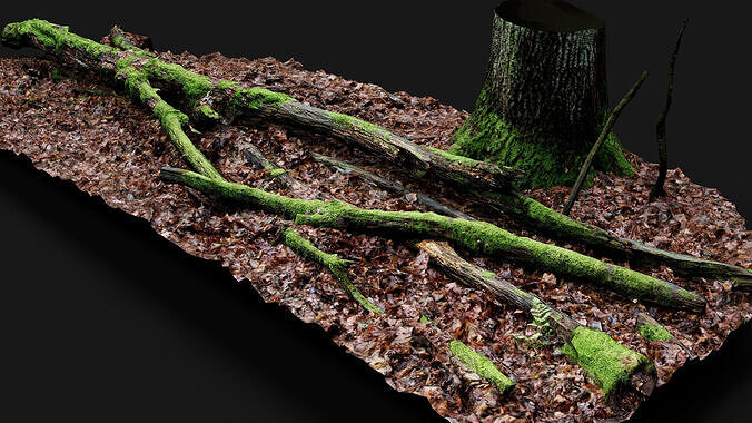 forest ground mossy tree branches debris pt11 photogrammetry Low-poly 3D model