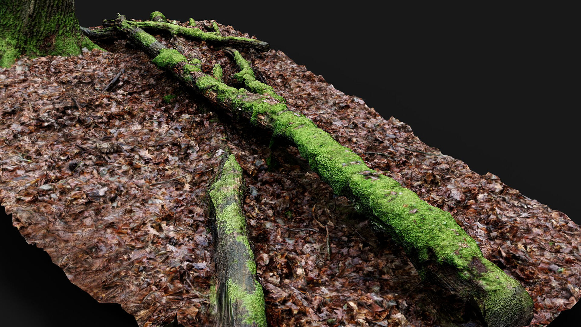 forest ground mossy tree branches debris pt11 photogrammetry Low-poly 3D model_4