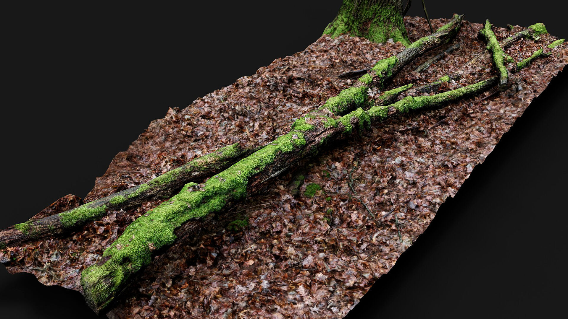 forest ground mossy tree branches debris pt11 photogrammetry Low-poly 3D model_1