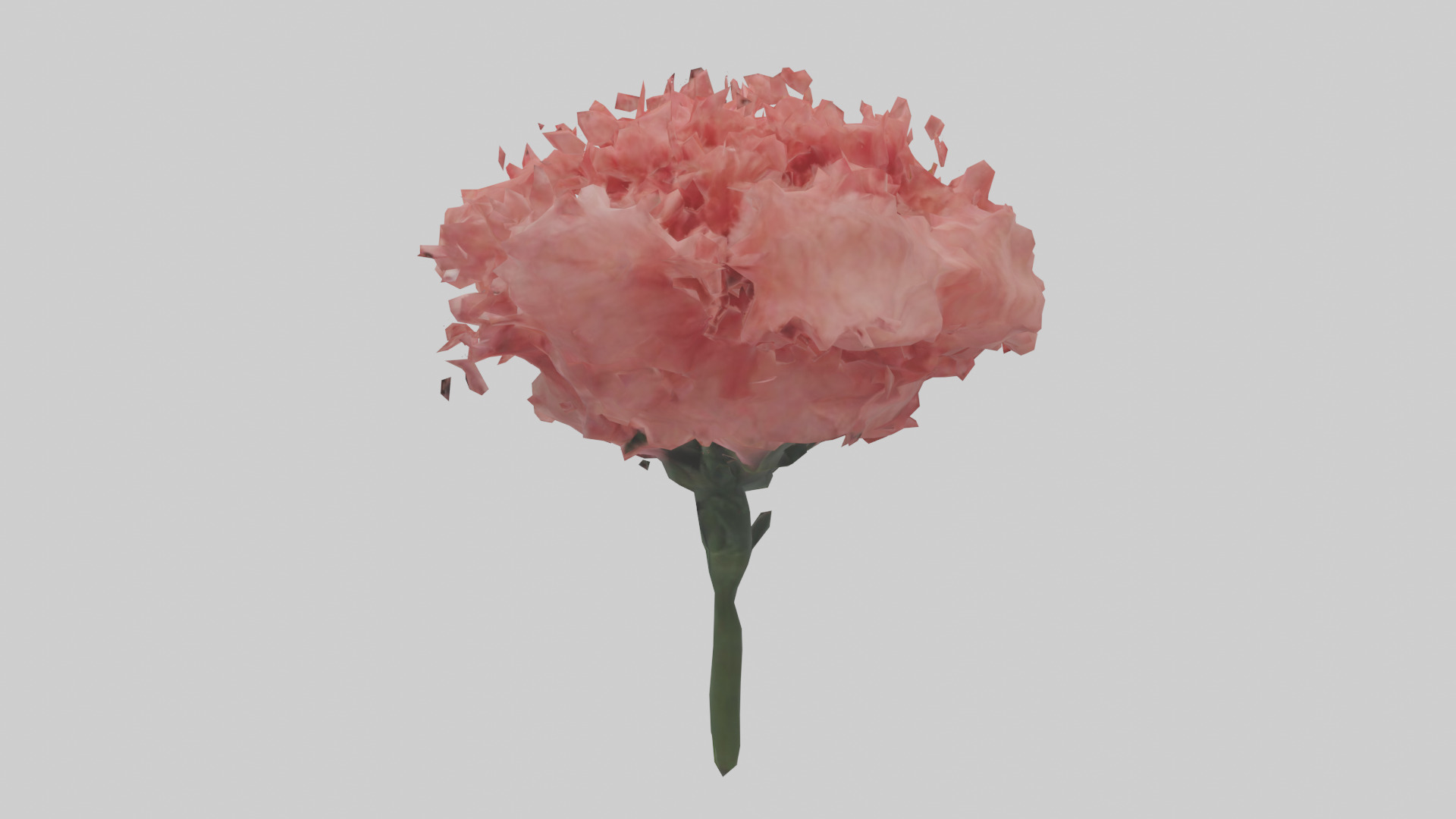Carnation bloom model 3D model_1