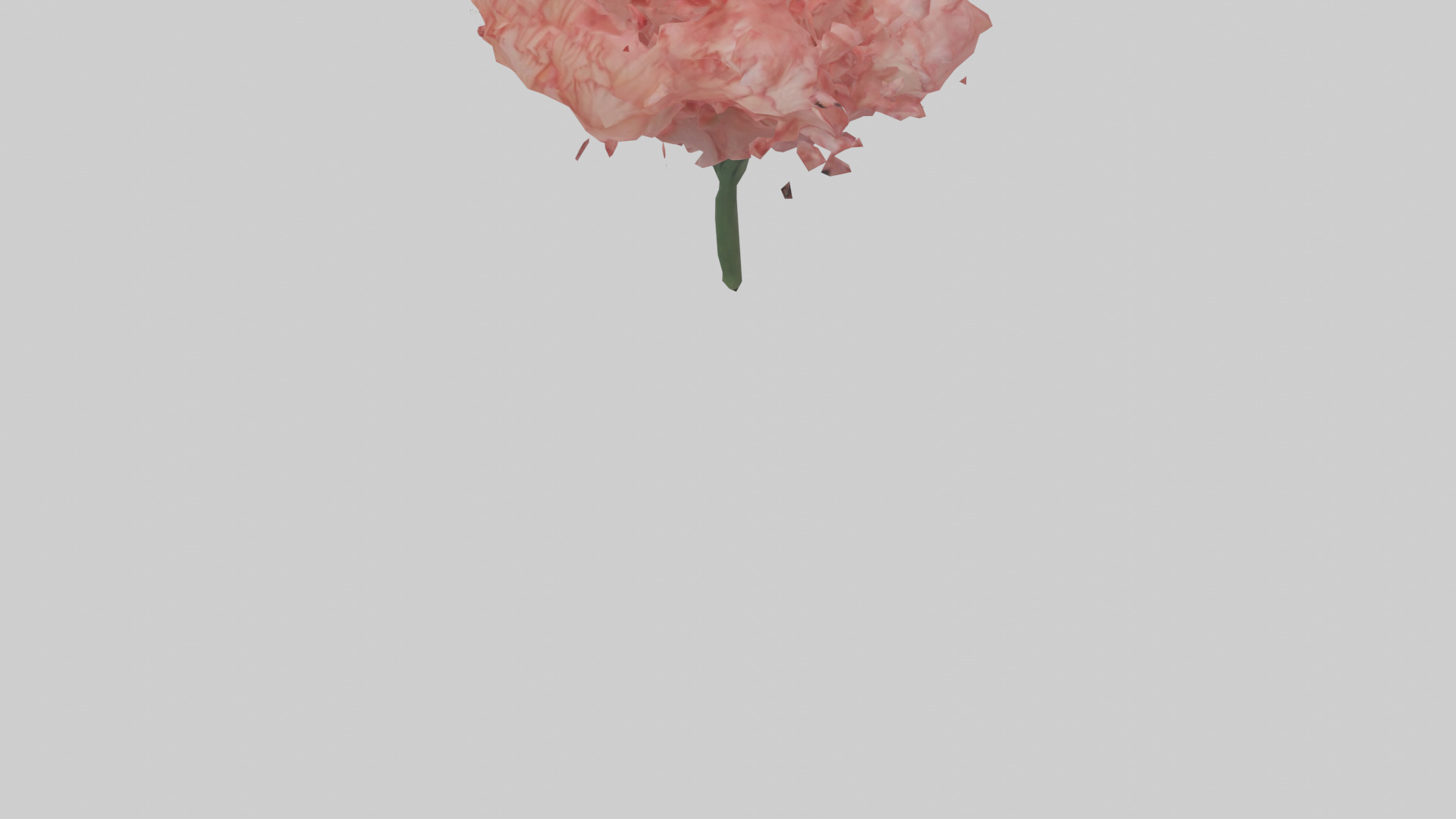 Carnation bloom model 3D model_5