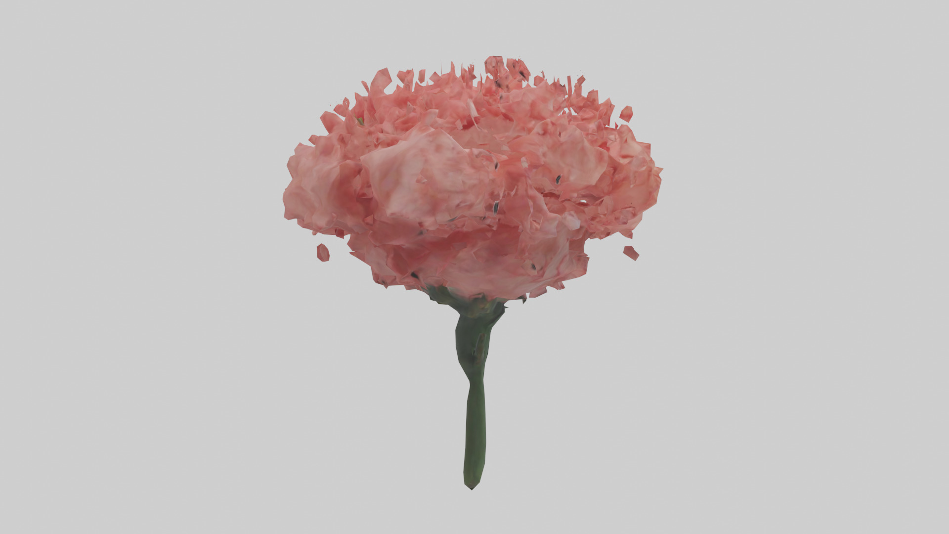 Carnation bloom model 3D model_13