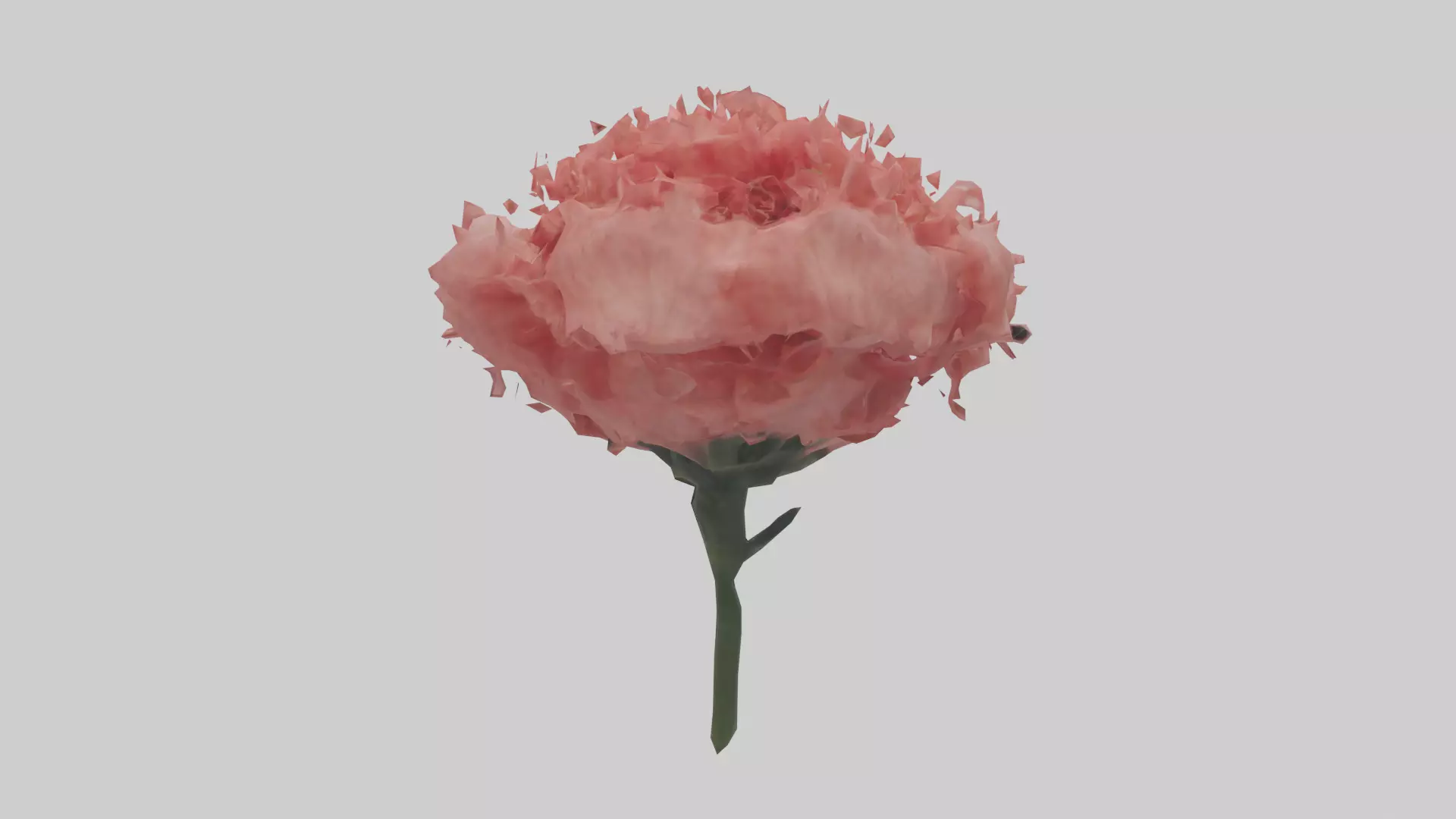 Carnation bloom model 3D model_0