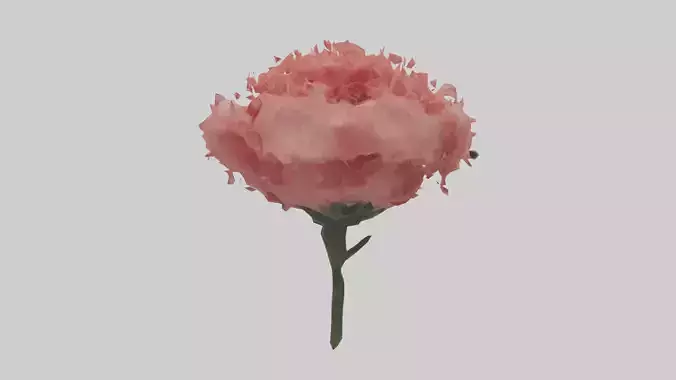 Carnation bloom model