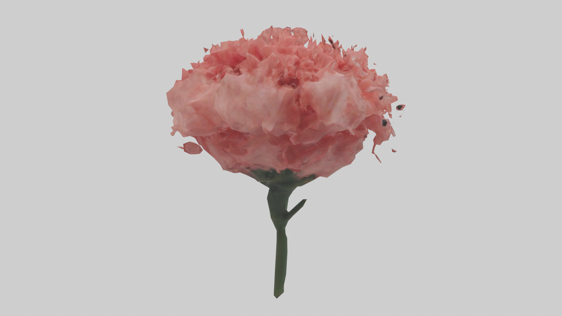 Carnation bloom model 3D model_2