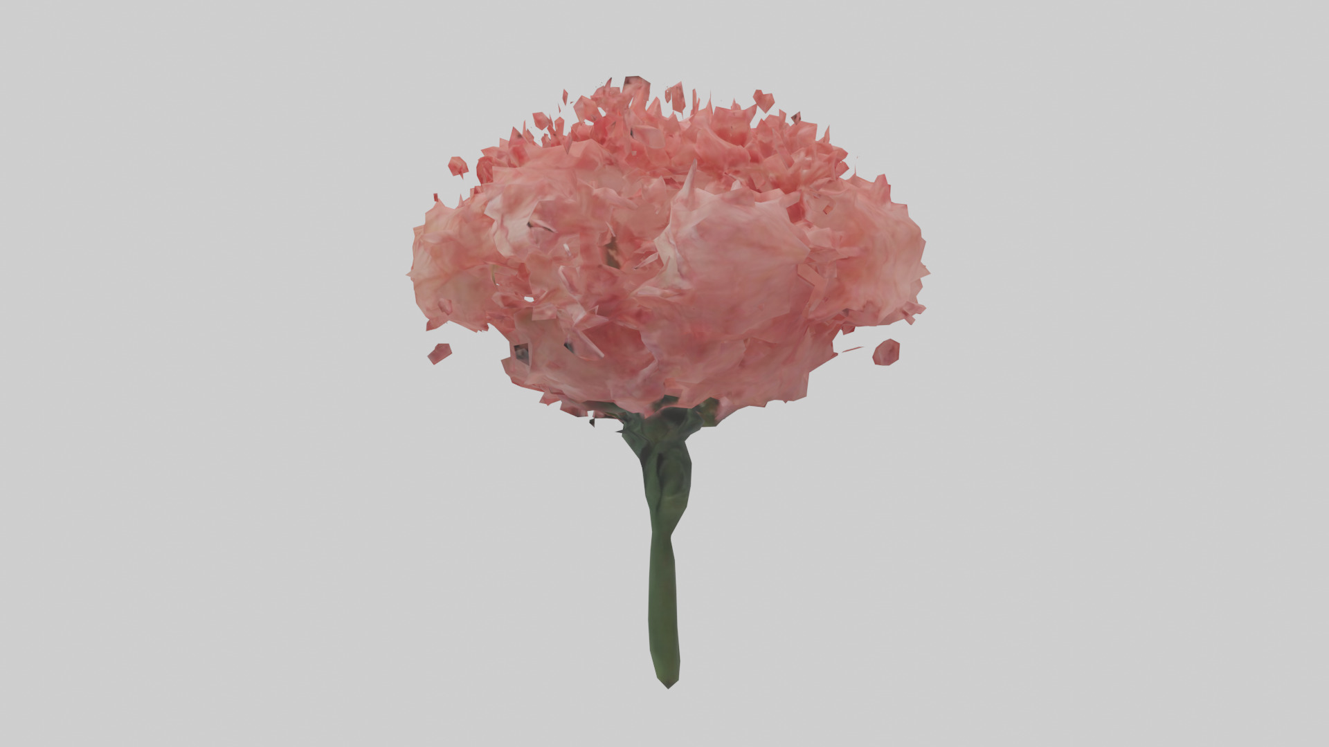 Carnation bloom model 3D model_12