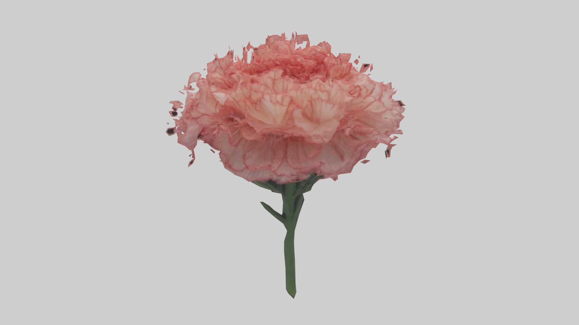 Carnation bloom model 3D model_9