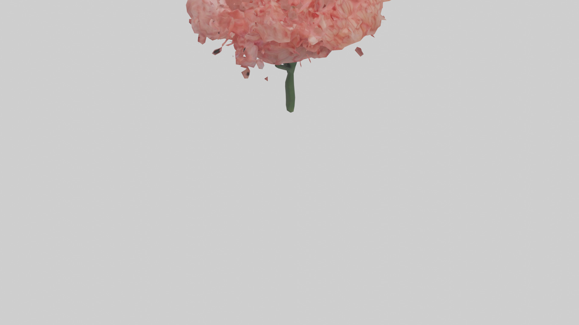 Carnation bloom model 3D model_6