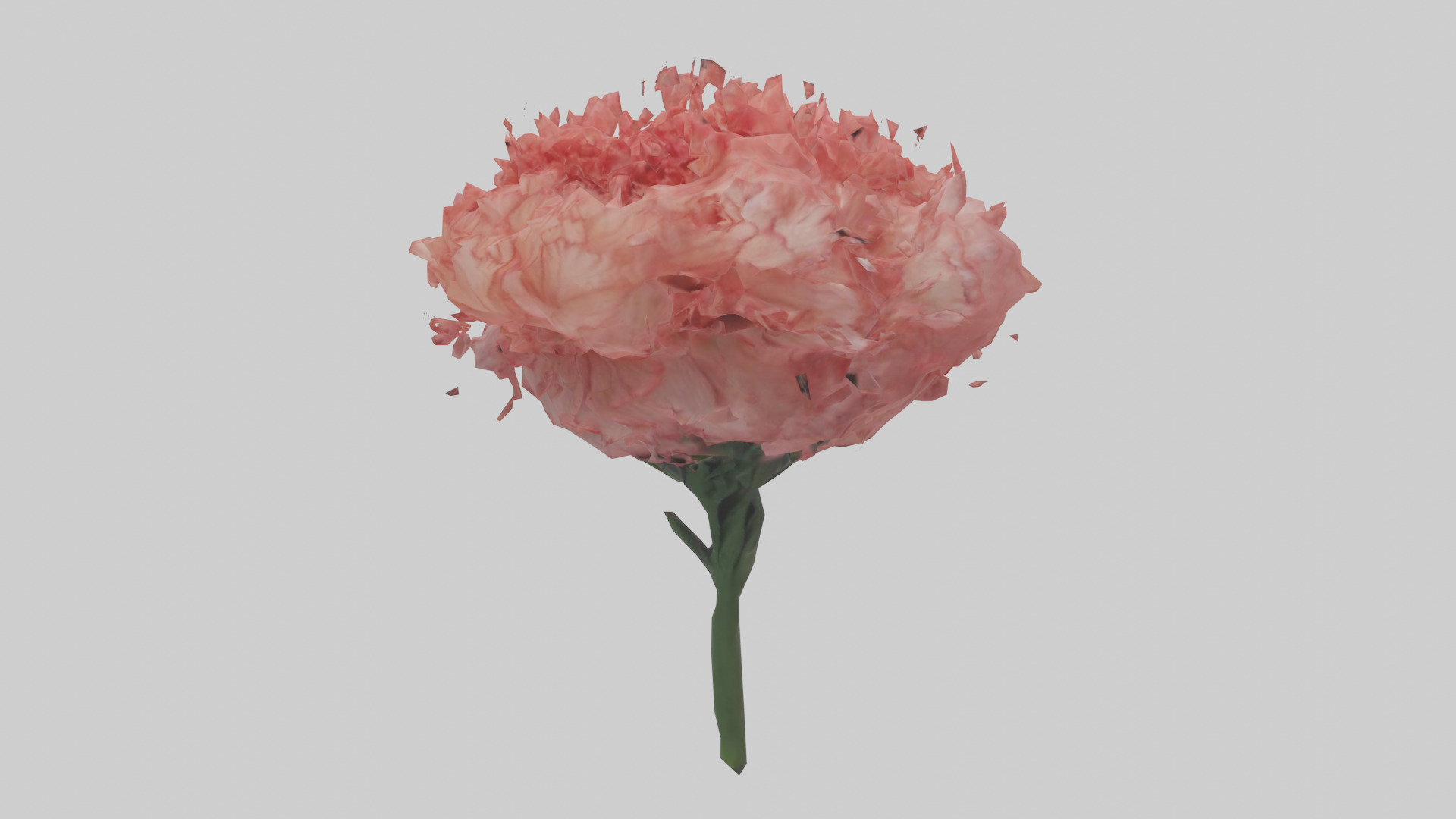 Carnation bloom model 3D model_10