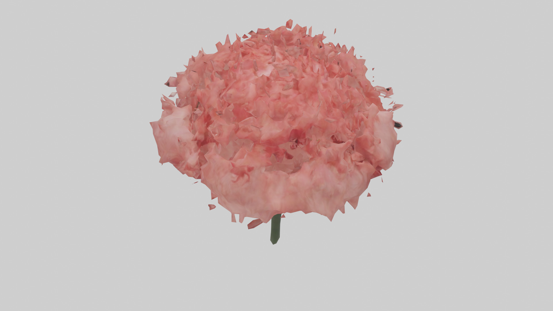 Carnation bloom model 3D model_15