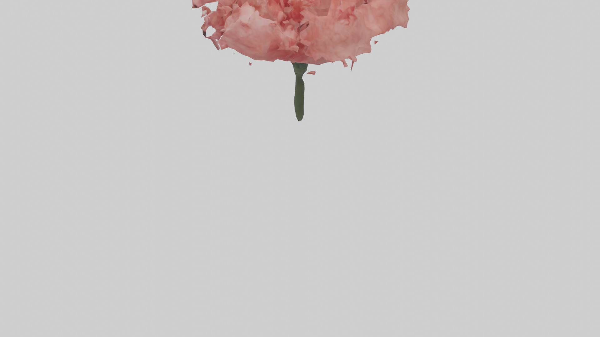 Carnation bloom model 3D model_3