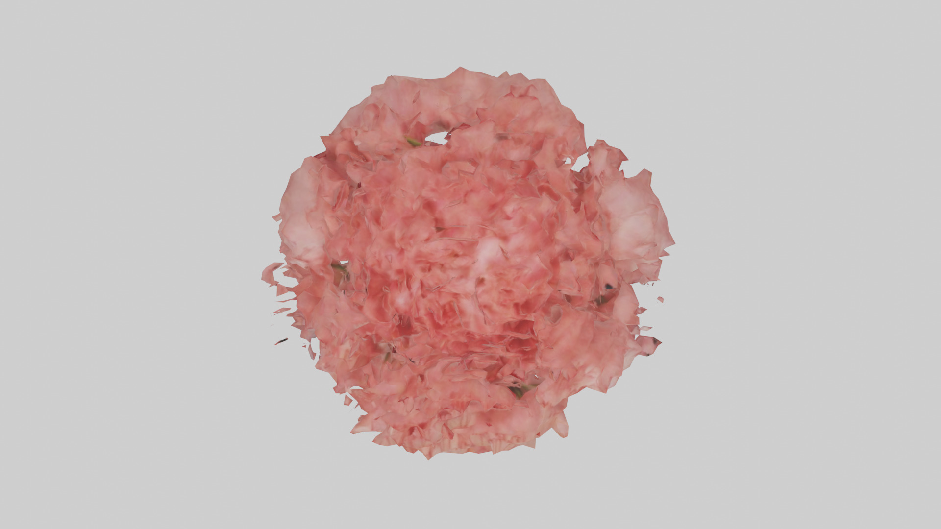 Carnation bloom model 3D model_14