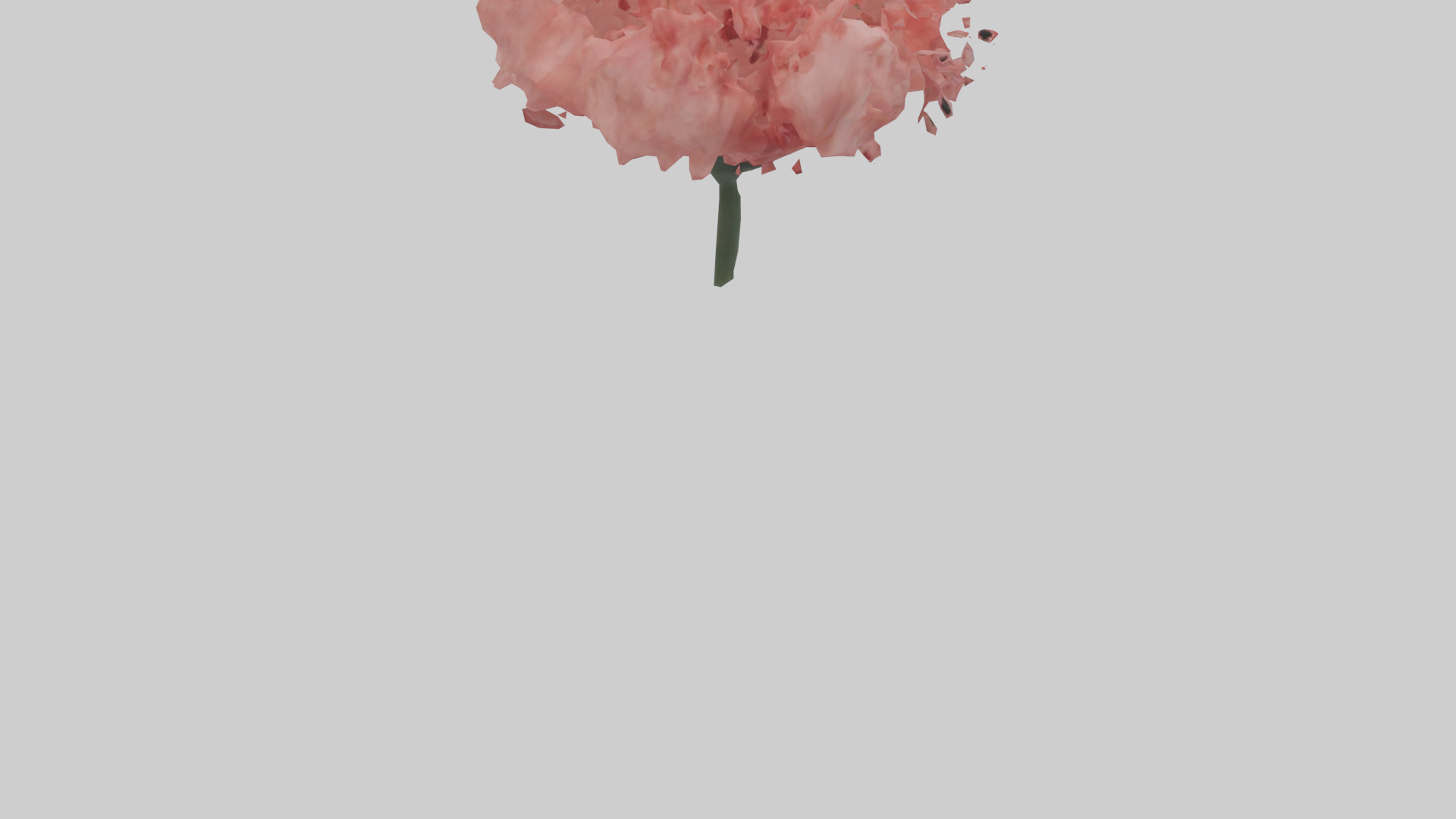 Carnation bloom model 3D model_4