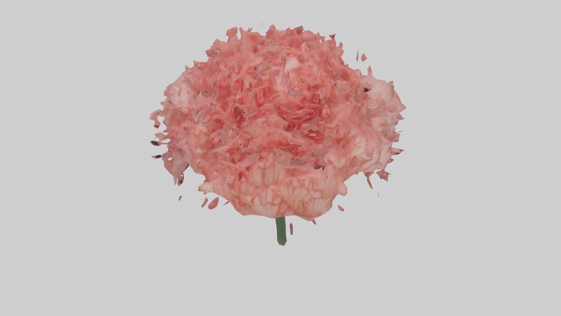 Carnation bloom model 3D model_16