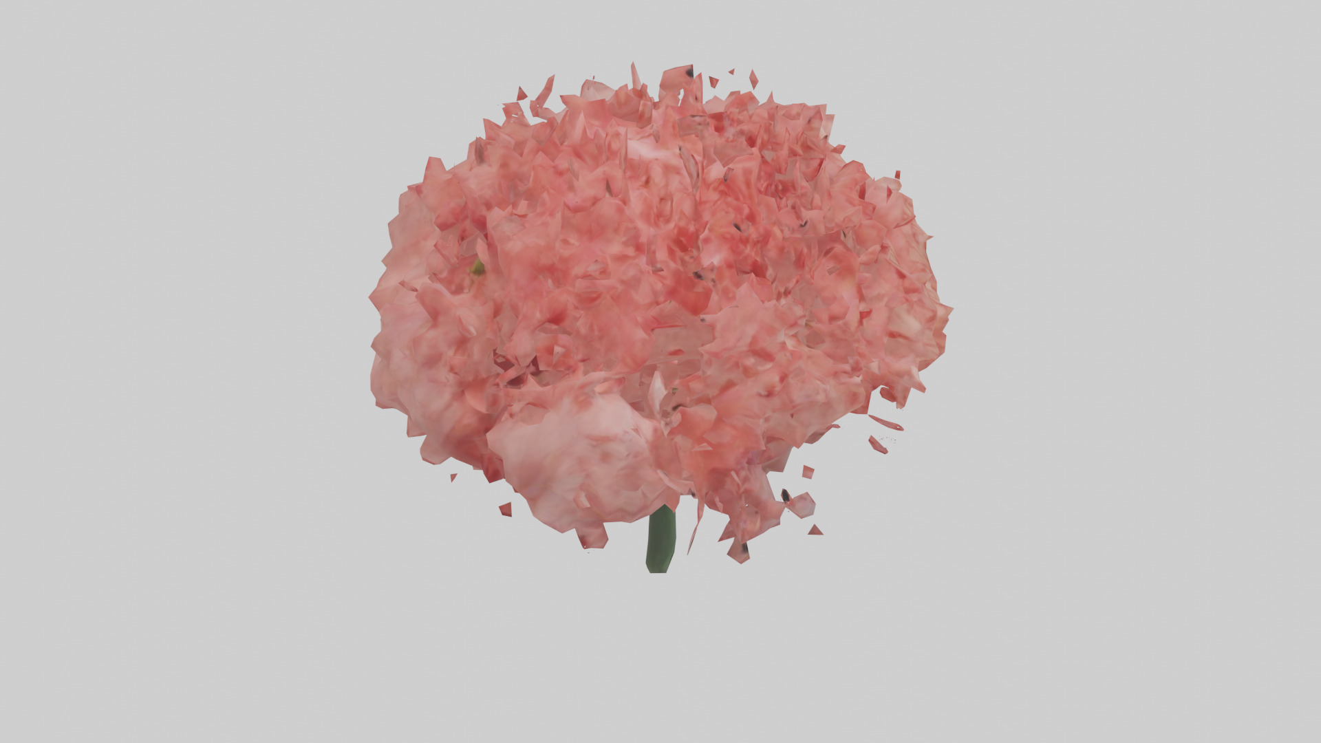Carnation bloom model 3D model_18