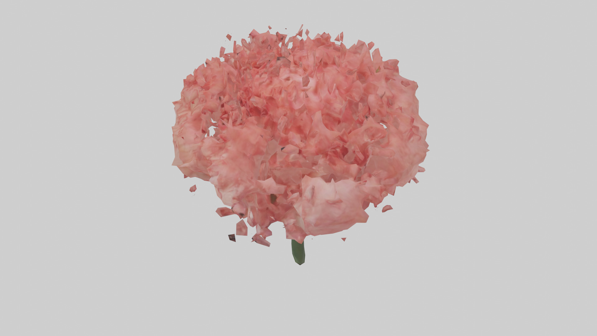 Carnation bloom model 3D model_17