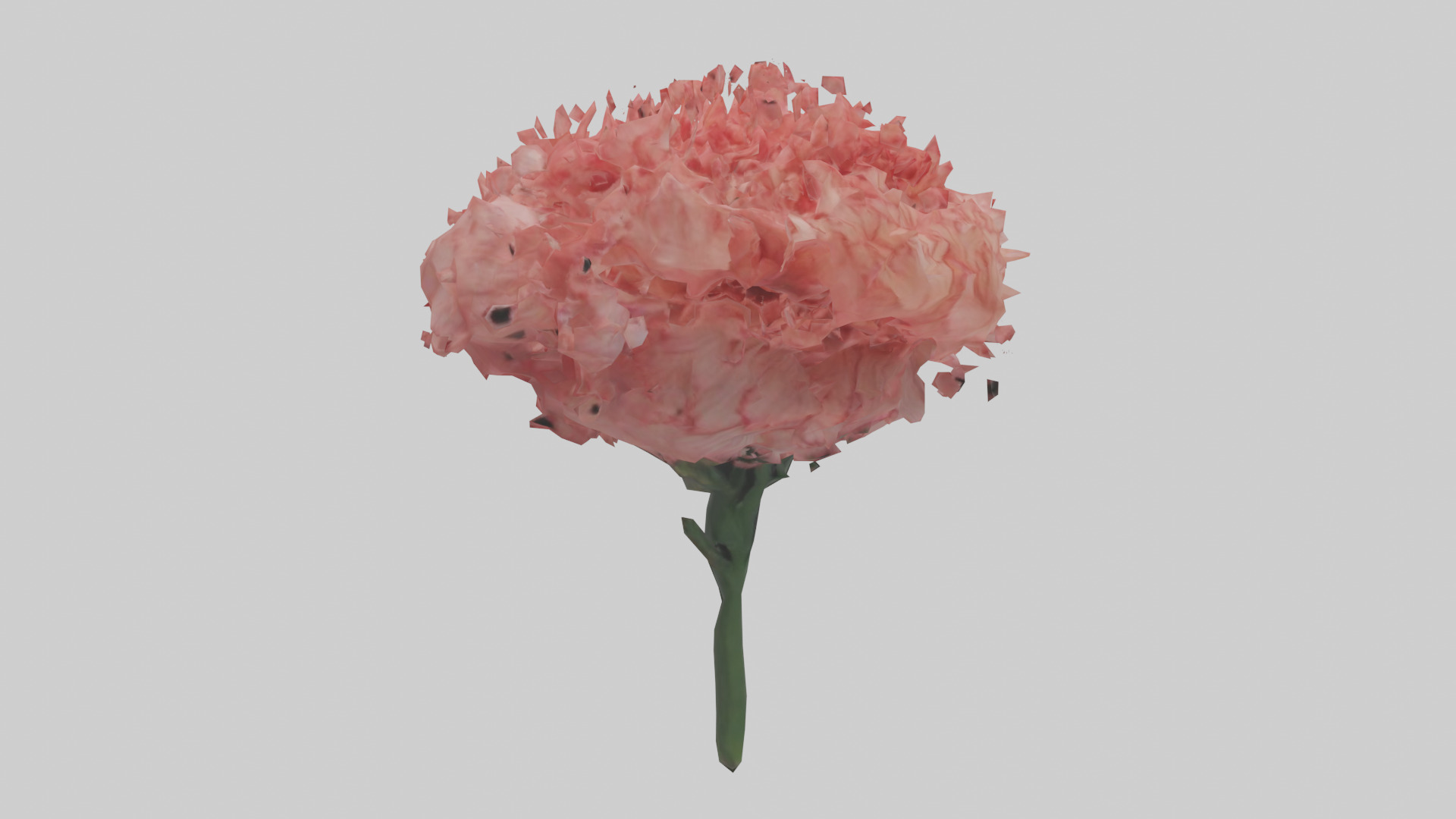 Carnation bloom model 3D model_11