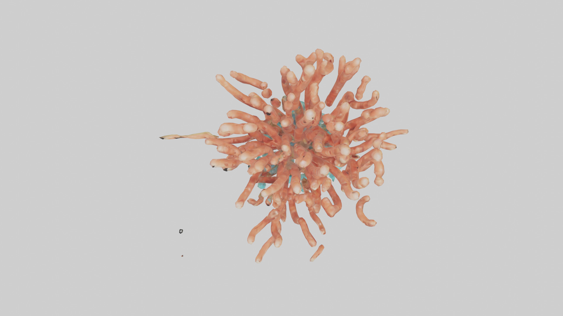 Cartoon Coral model 3D model_14