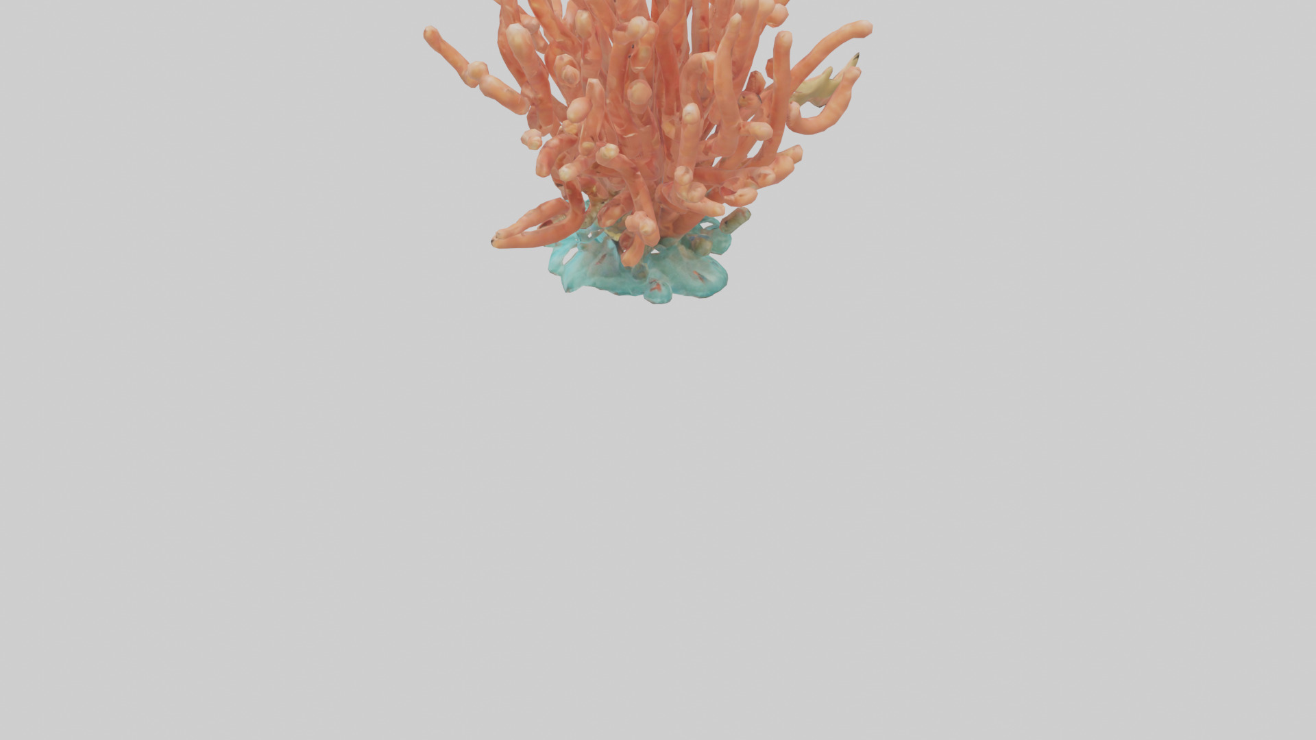 Cartoon Coral model 3D model_3