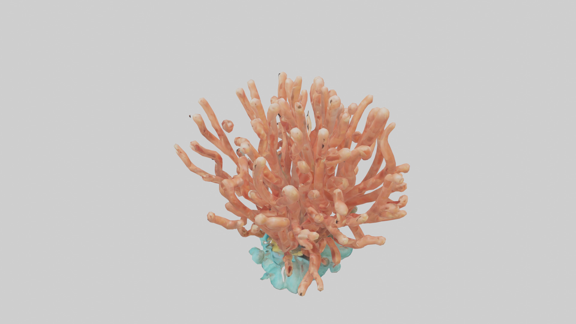 Cartoon Coral model 3D model_17