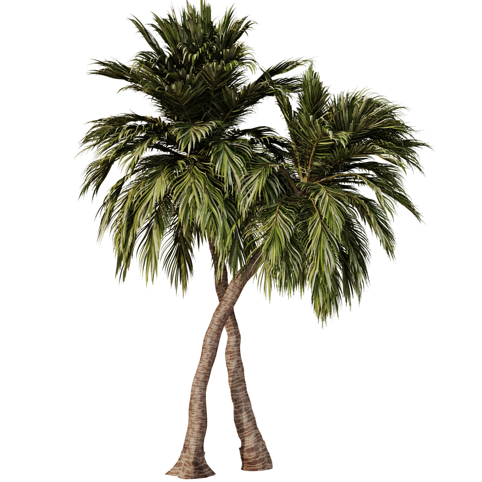 Palm Tree Set23 3D model_3
